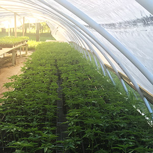 Weed farm Oklahoma