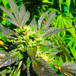 Weed farm Oklahoma
