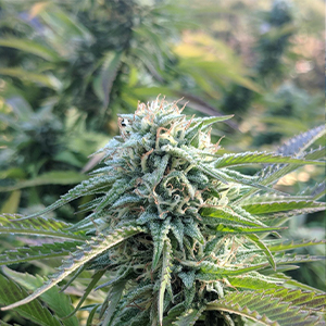 Humboldt County